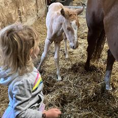 Quarter Lil Shine Eddie Boom