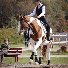 Anden særlig race Thusgaard's Yakari