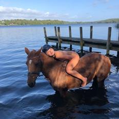 Anden særlig race Clements Penelope