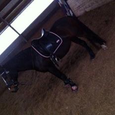 Connemara Claire[Tidl. Part]