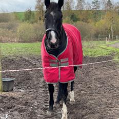 Dansk Varmblod Quality Diva