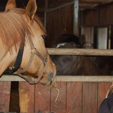 Anden særlig race Strejfer