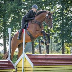 Dansk Varmblod Lonely heart