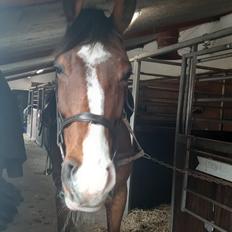 Dansk Varmblod Lonely heart