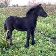 Fell pony Spirhøjs Primrose 