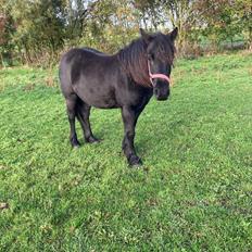 Fell pony Spirhøjs Primrose 