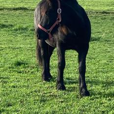 Fell pony Spirhøjs Primrose 