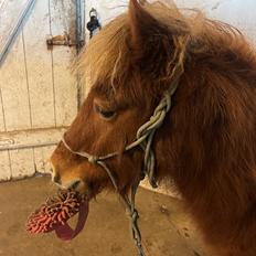 Shetlænder Lundsbjerggårds classic