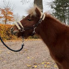 Shetlænder Lundsbjerggårds classic