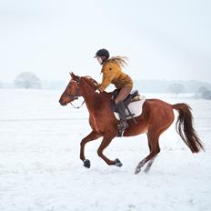 Arabisk fuldblod (OX) Aarupgårds Amina bint charm ox