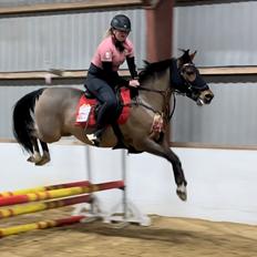 Welsh Partbred (Sec F) LANDVADGÅRDS WM ABBEY