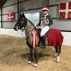 Welsh Partbred (Sec F) LANDVADGÅRDS WM ABBEY