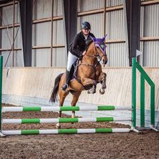 Welsh Partbred (Sec F) LANDVADGÅRDS WM ABBEY