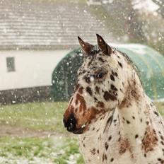 Anden særlig race Muleby's Chivara