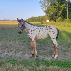 Anden særlig race Muleby's Chivara
