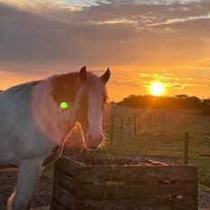 Irish Cob Stormy
