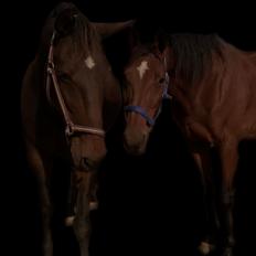 Traver Luka Østervang<3