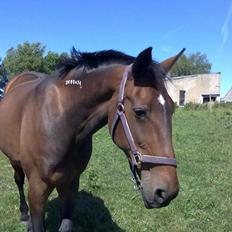 Traver Faraway *Himmelhest*