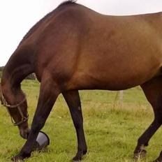 Traver Faraway *Himmelhest*