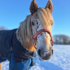 Anden særlig race Malou