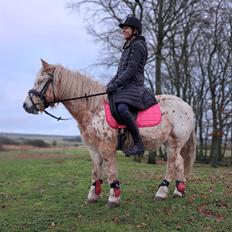 Anden særlig race Malou