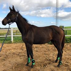 Trakehner Playboy Af Solbjerggaard