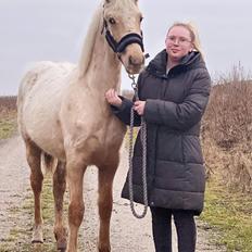 Anden særlig race Keldbæksgaard's Holger