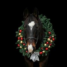 Oldenborg Stald Højgårds Oscar *Oski*