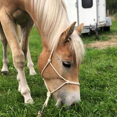 Haflinger Ålebækgårds Beatles