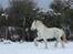 Drumhorse Eigil - Alana's Phantom