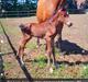 Welsh Partbred (Sec F) Struntze's Night Dancer 