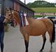 Welsh Partbred (Sec F) Catwalk E