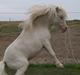Miniature Hei Hei Wind