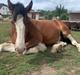 Clydesdale Cloghabruck bobby