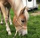 Haflinger Ålebækgårds Beatles