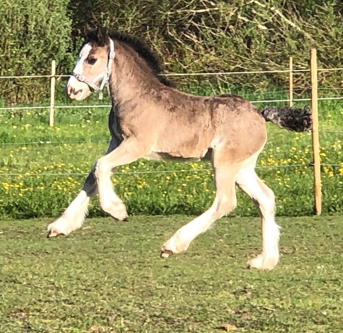 Irish Cob Team Hammer's Sir Amadeus *søger nyt hjem* billede 8