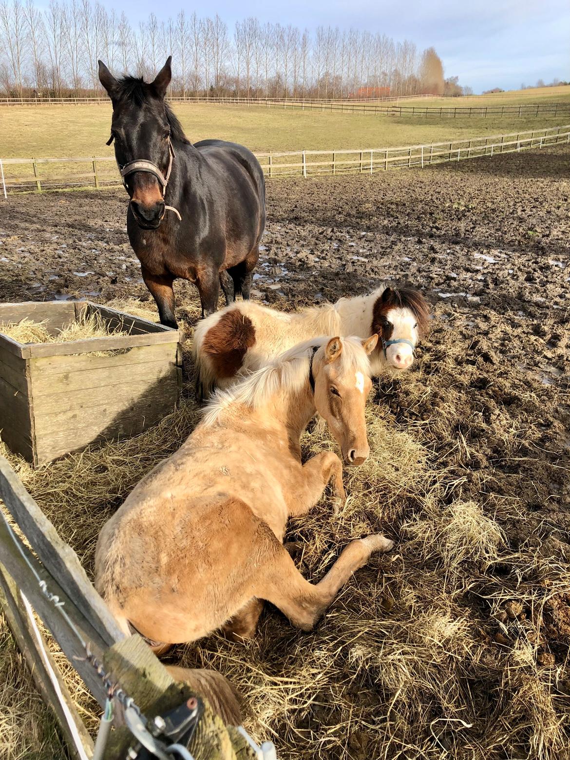 Dansk Varmblod Ellely's lacoya billede 8