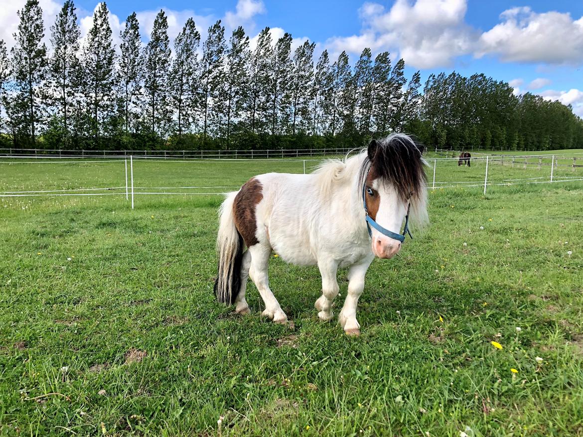 Shetlænder Mini billede 2