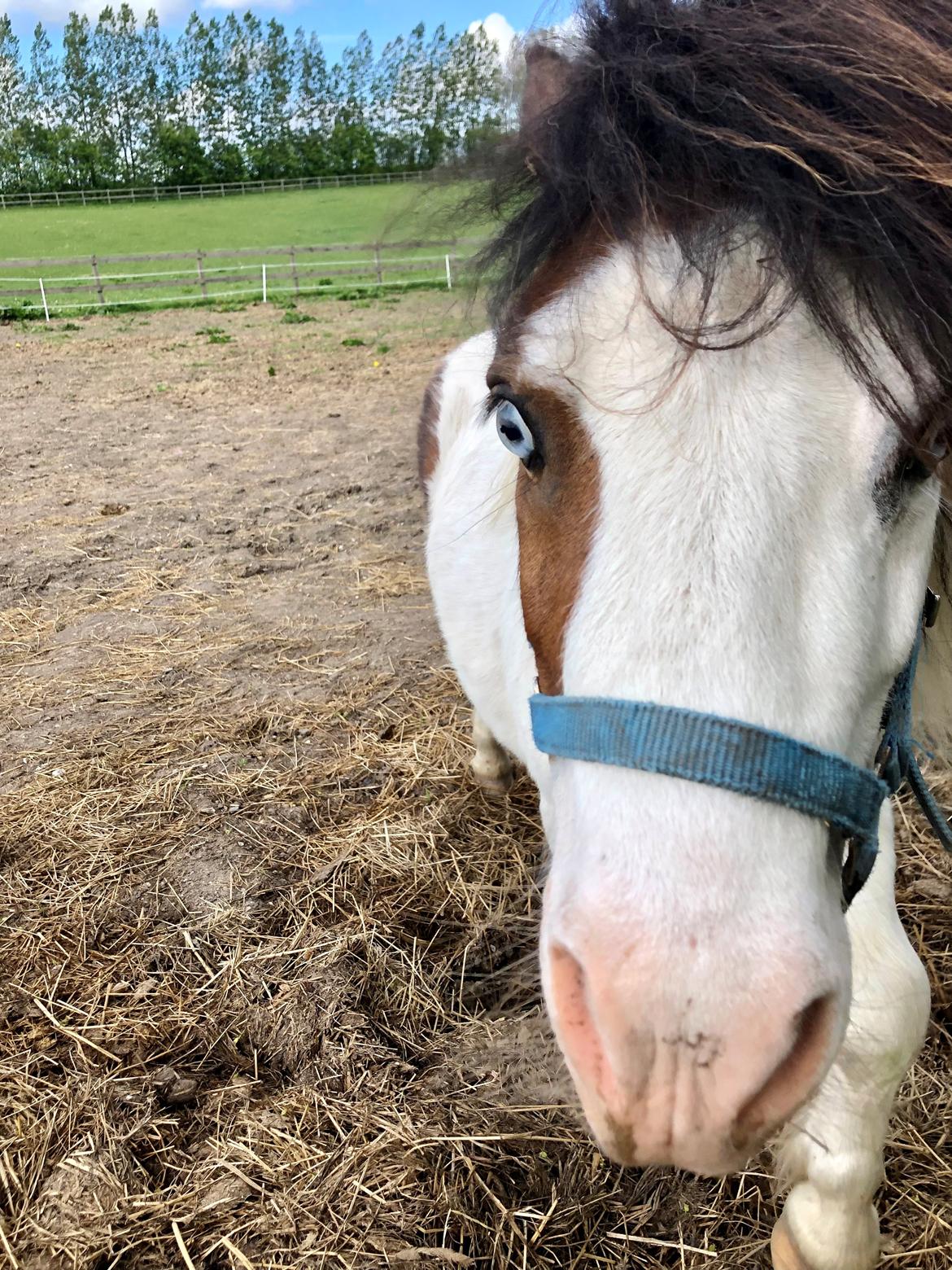 Shetlænder Mini billede 6