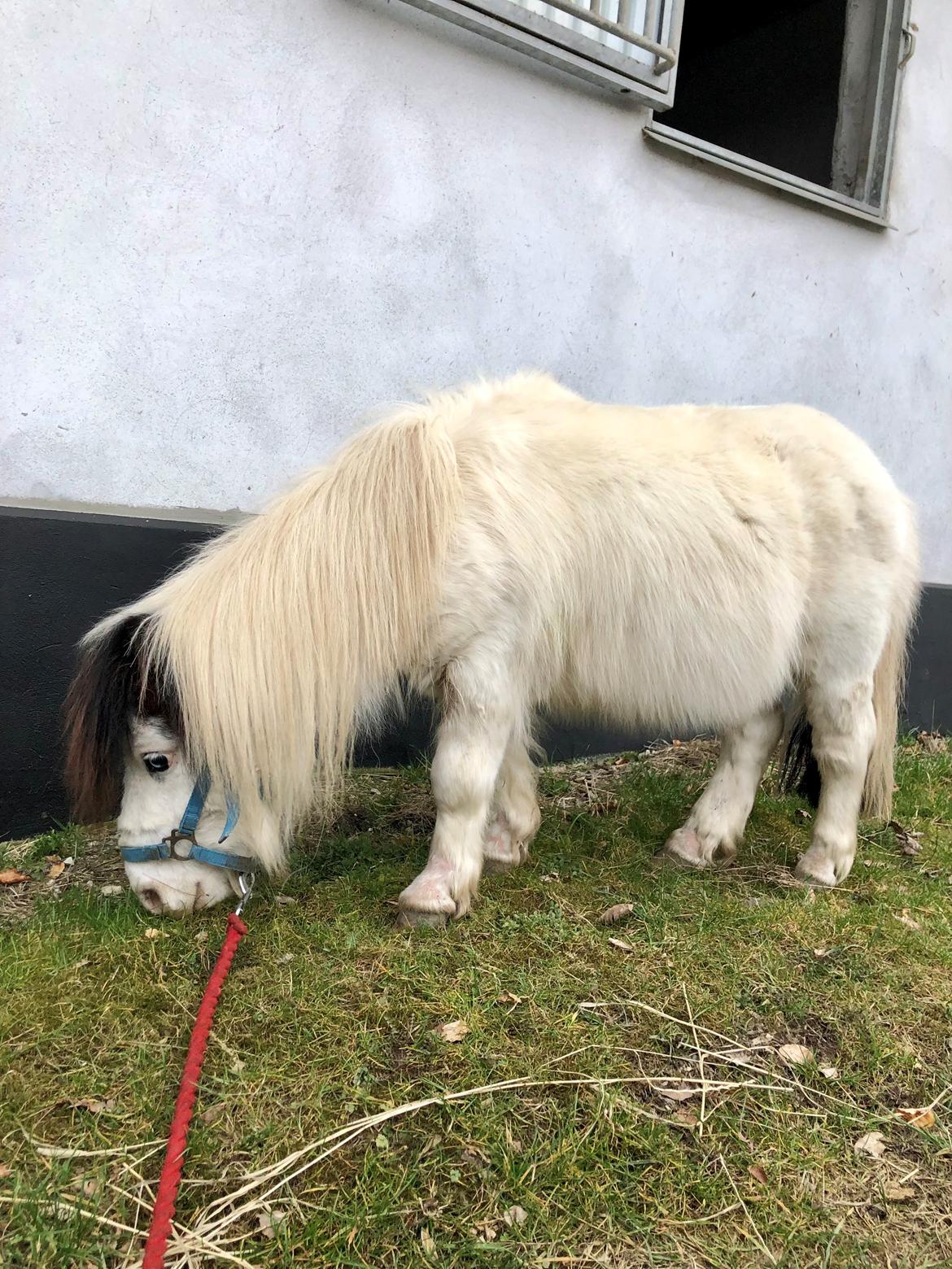 Shetlænder Mini billede 13