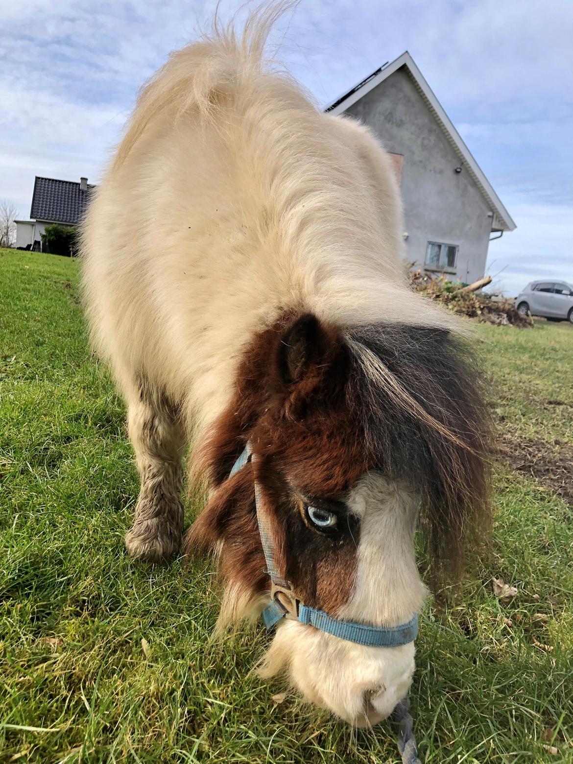 Shetlænder Mini billede 16