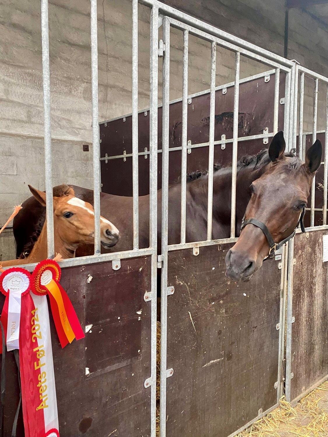 Dansk Varmblod Ellely's lacoya billede 4