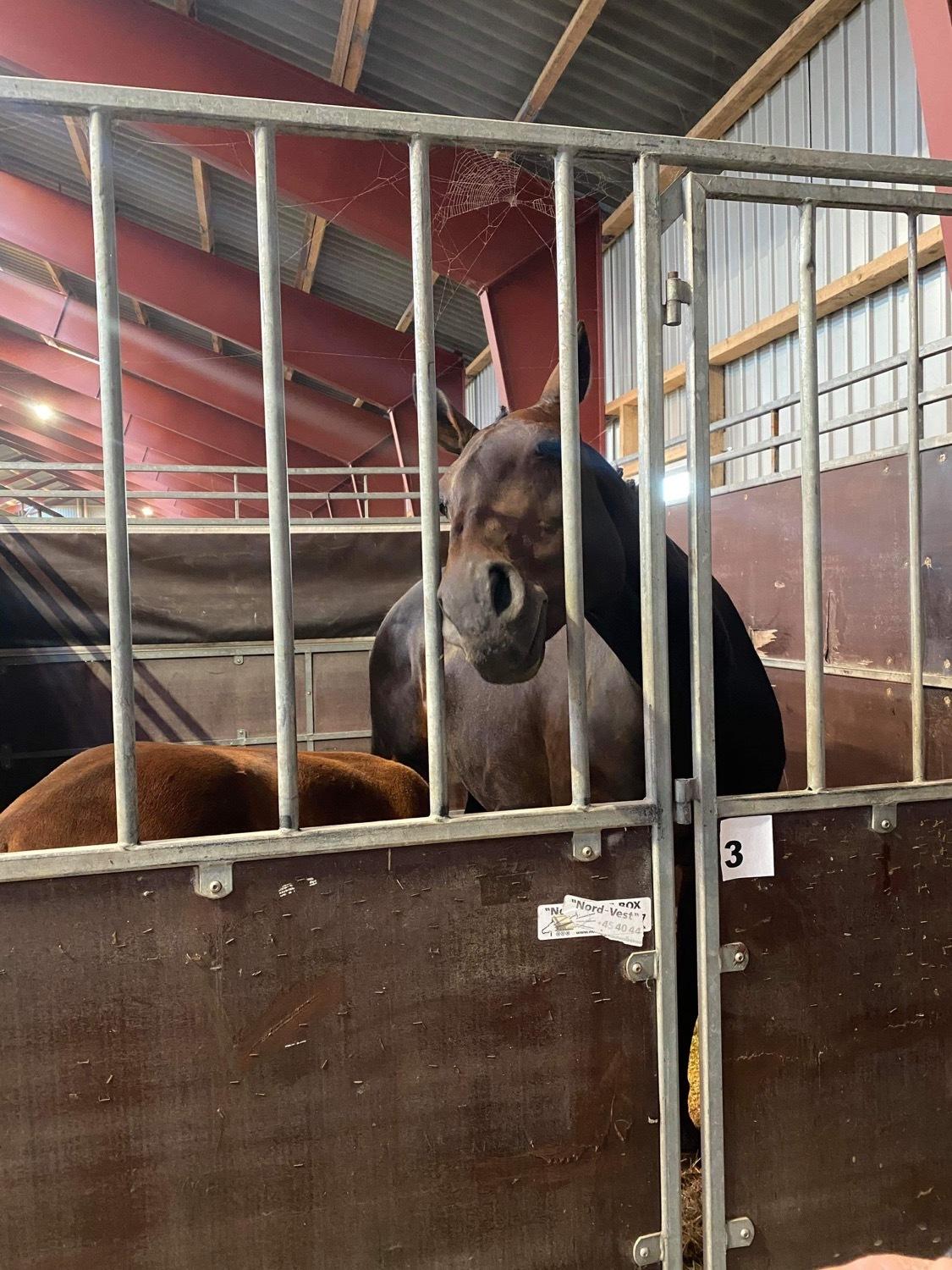 Dansk Varmblod Ellely's lacoya billede 9