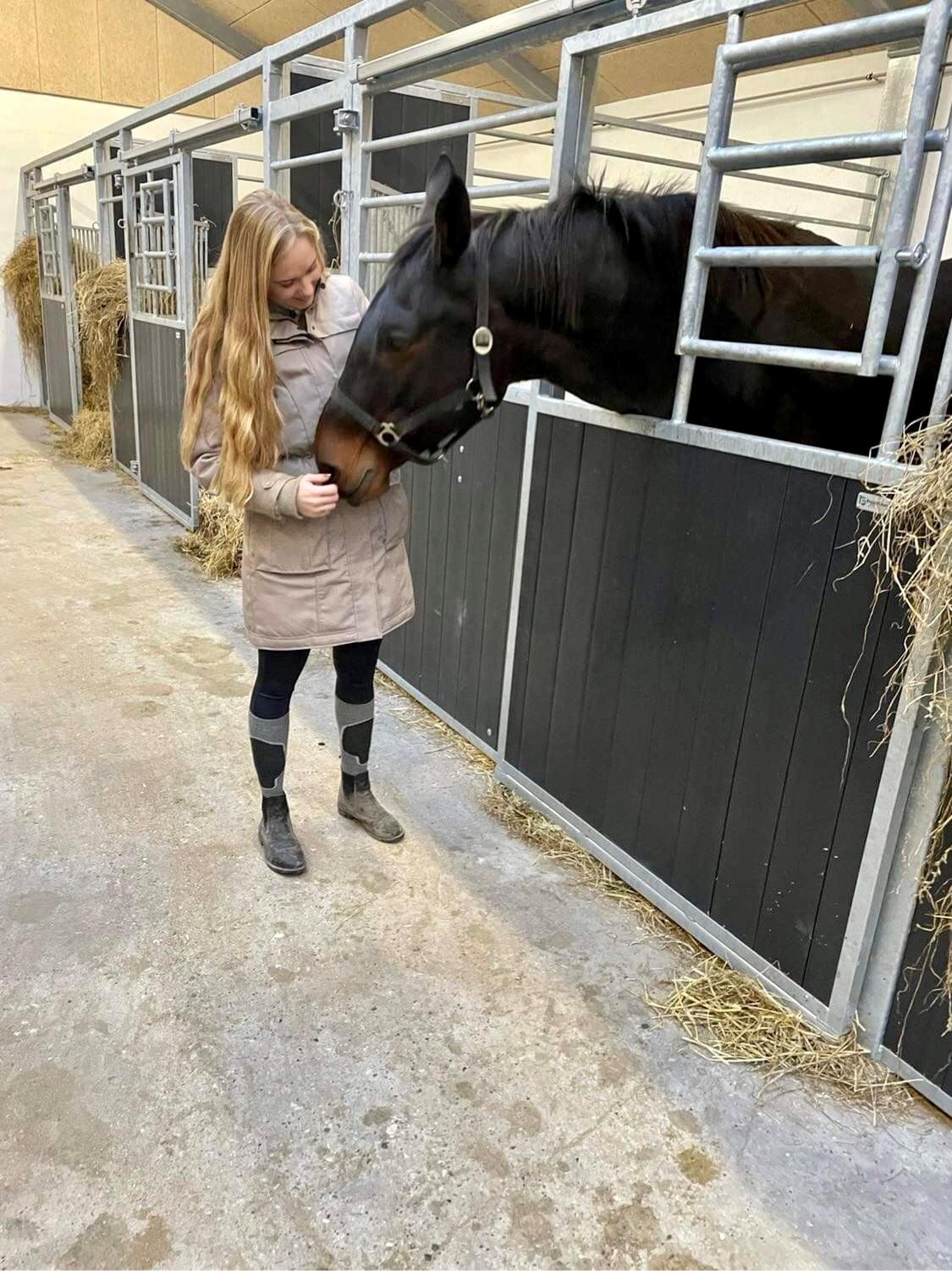 Dansk Varmblod Ellely's lacoya billede 2