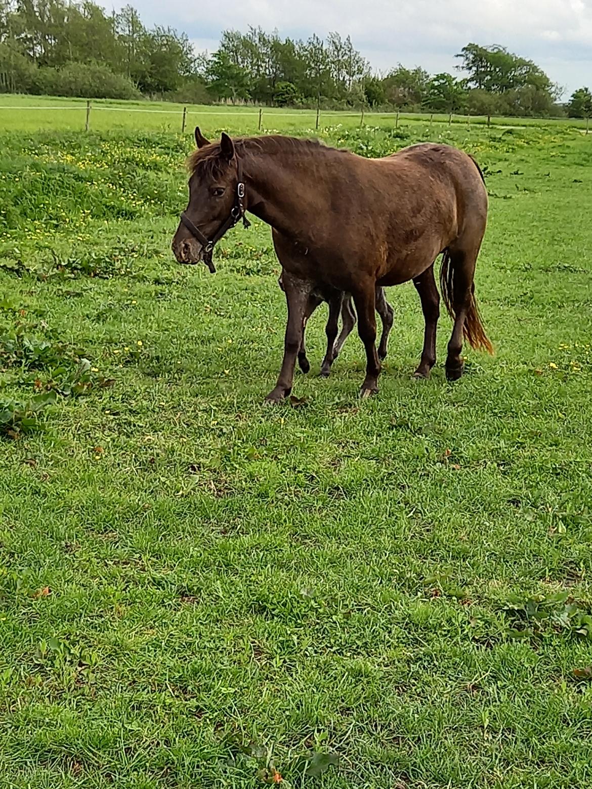 Anden særlig race Nørgaards Nala - Nala d. 24/5-22  billede 17