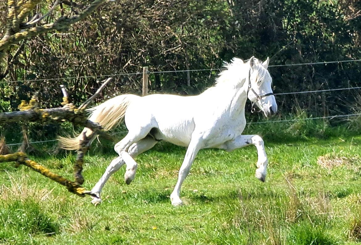 Pura Raza Española ISLA(Aslan) billede 1