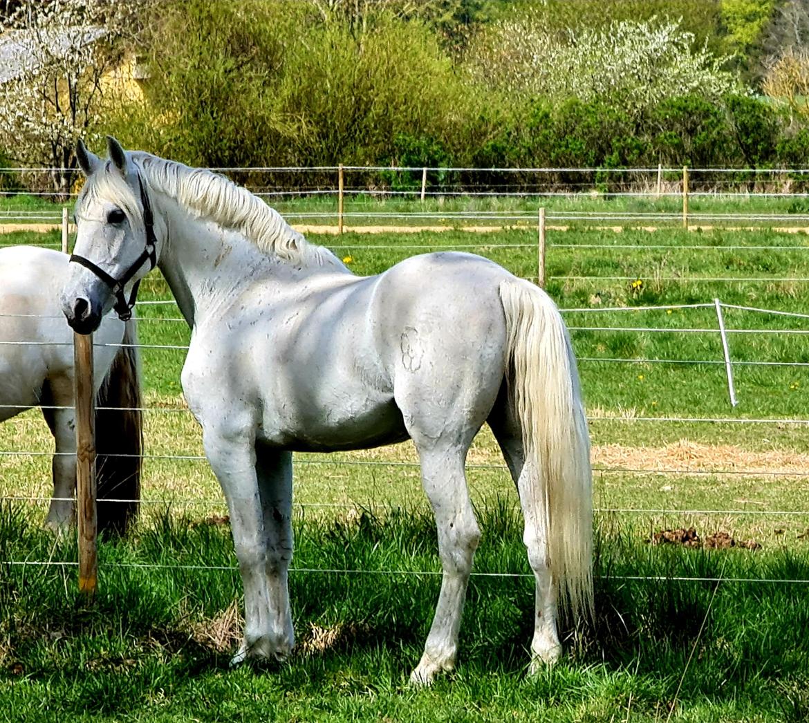 Pura Raza Española ISLA(Aslan) billede 4