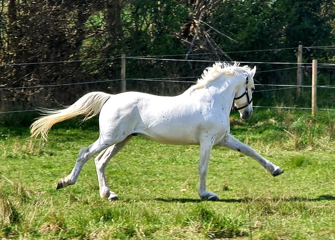 Pura Raza Española ISLA(Aslan) billede 2