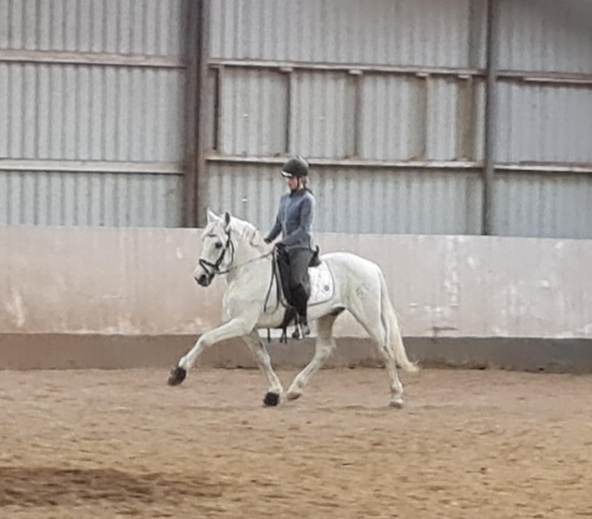 Pura Raza Española ISLA(Aslan) billede 6