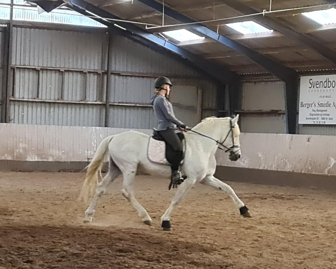 Pura Raza Española ISLA(Aslan) billede 5